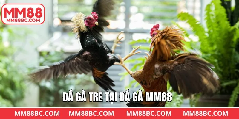 Hình thức chọi gà tre hấp dẫn tại sảnh đá gà MM88 Hình thức chọi gà tre hấp dẫn tại sảnh đá gà MM88